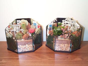 Terrarium Holiday Bosse's Day