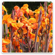 Lily Canna