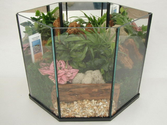 Terrarium Foliage 408