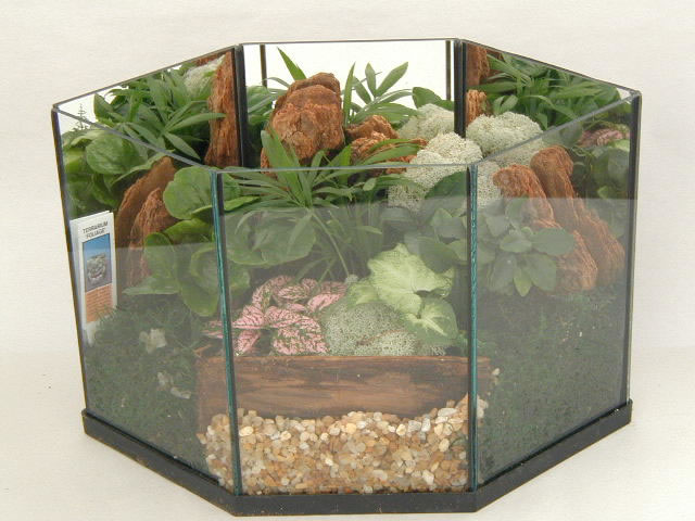Terrarium Foliage 508