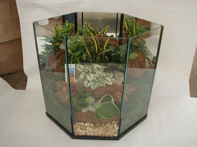 Terrarium Foliage 512