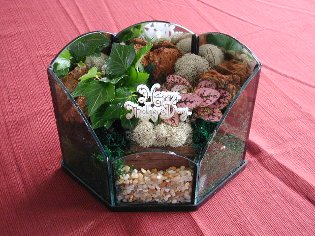 Terrarium Holiday Mother's Day