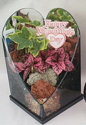 Terrarium Holiday Valentine Heart